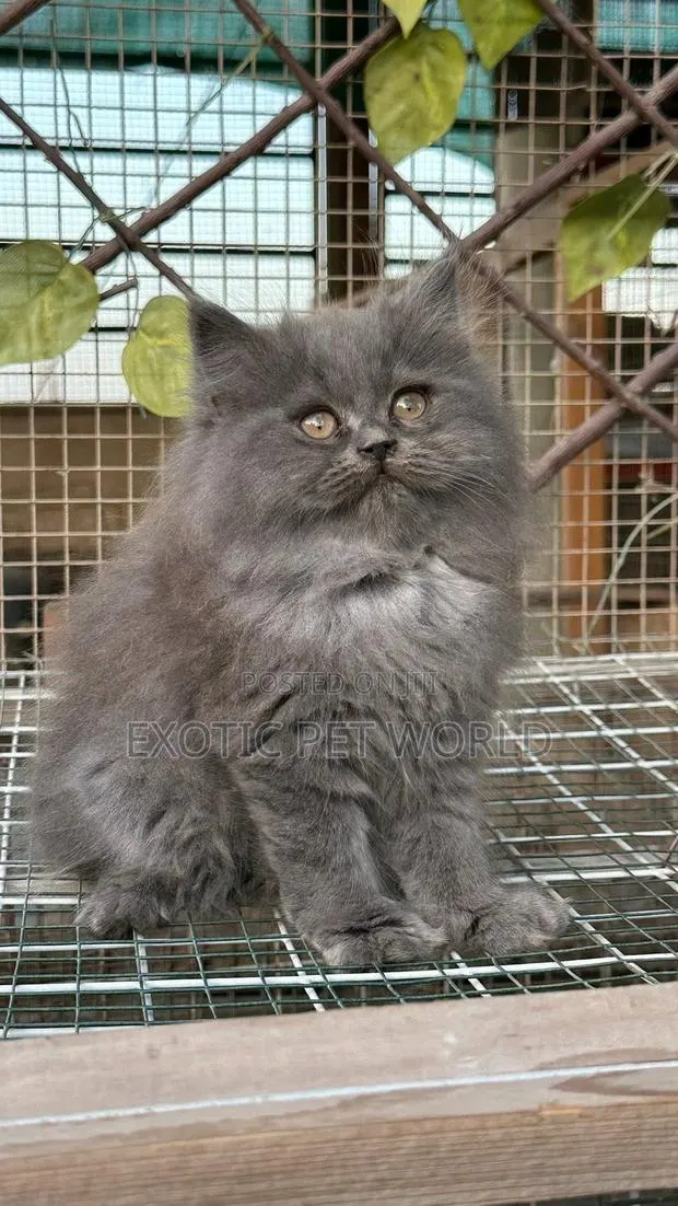 1-3 months Female Purebred Persian · Photo 1