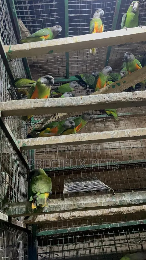 July Bonus on Sénégalais Talk Birds · Photo 1
