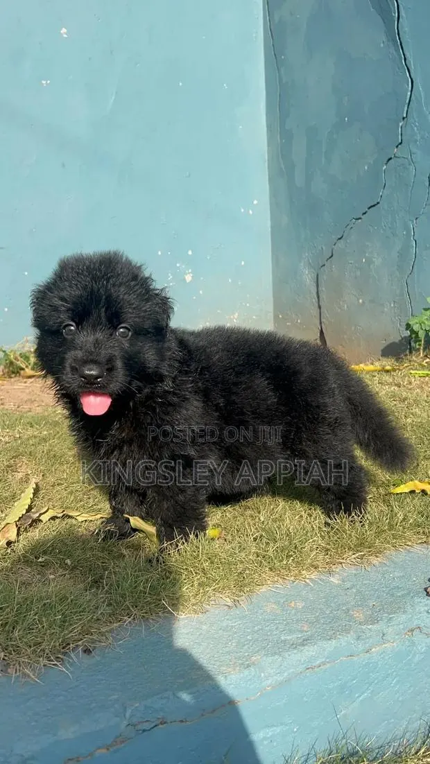 1-3 months Male Purebred German Shepherd · Photo 1