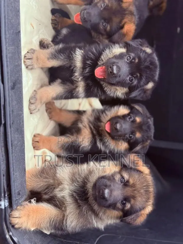 1-3 months Male Purebred German Shepherd · Photo 1