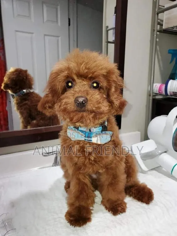 1-3 months Male Purebred Lhasa Apso · Photo 1