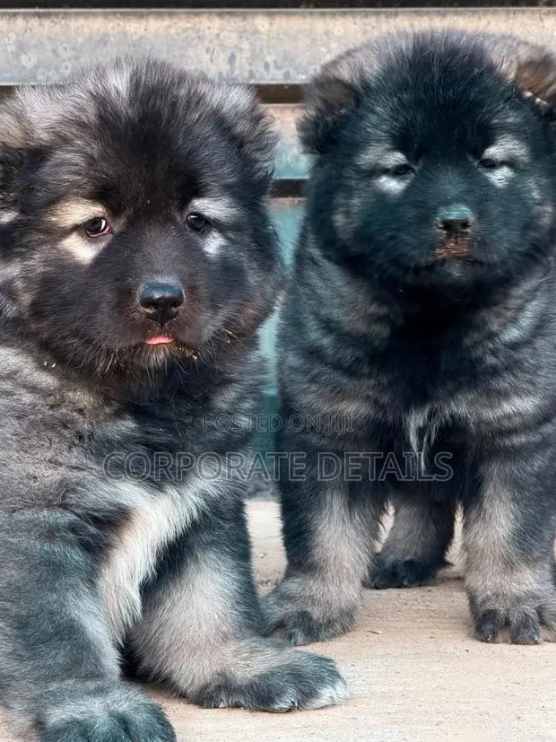 1-3 months Female Purebred Caucasian Shepherd · Photo 1