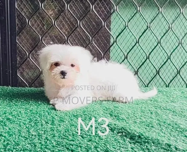 1-3 months Female Purebred Maltese · Photo 1