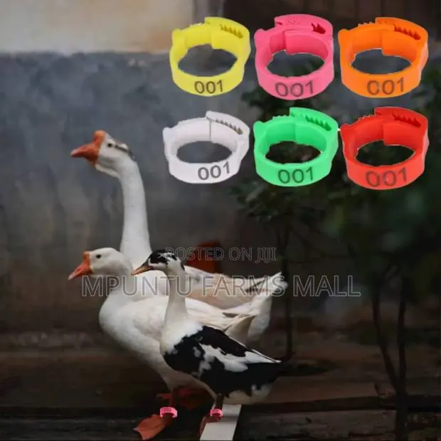 Chicken/Ducks/Geese/Guinea Fowl Tags(Anklet) · Photo 1