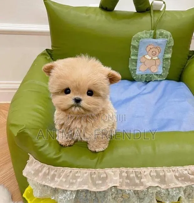 3-6 months Female Purebred Maltese · Photo 1