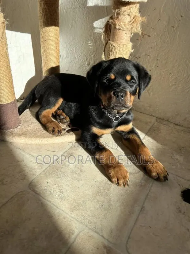 1-3 months Male Purebred Rottweiler · Photo 1