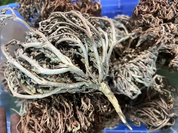 Rose of Jericho · Photo 1