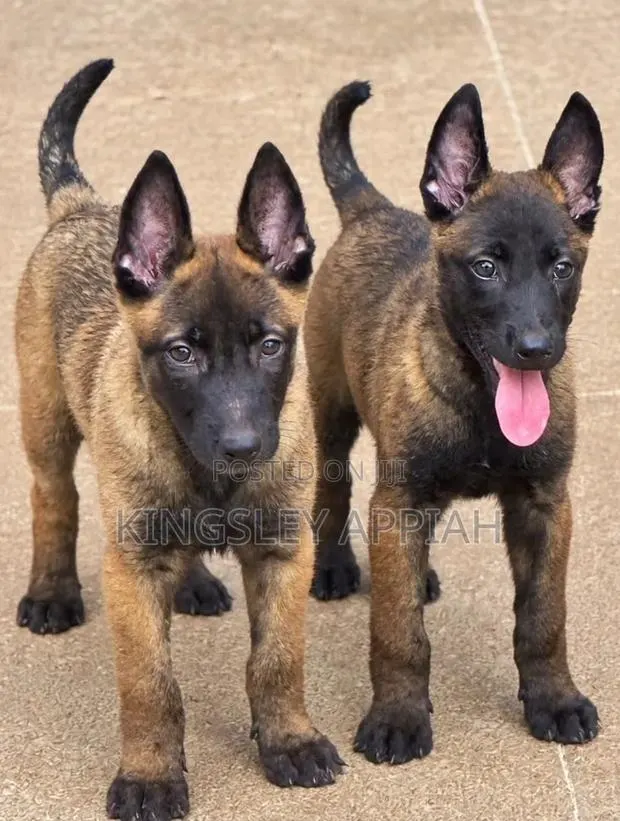 1-3 months Male Purebred Belgian Malinois · Photo 1