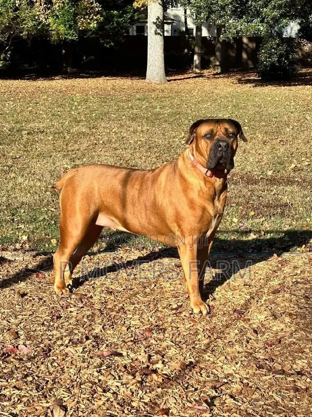 1-3 months Male Purebred Boerboel · Photo 1
