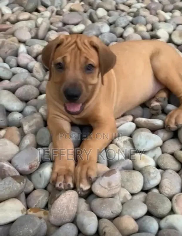 1-3 months Female Purebred Boerboel · Photo 1