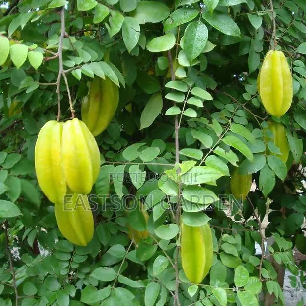Exotic Star Fruit Seedlings · Photo 2