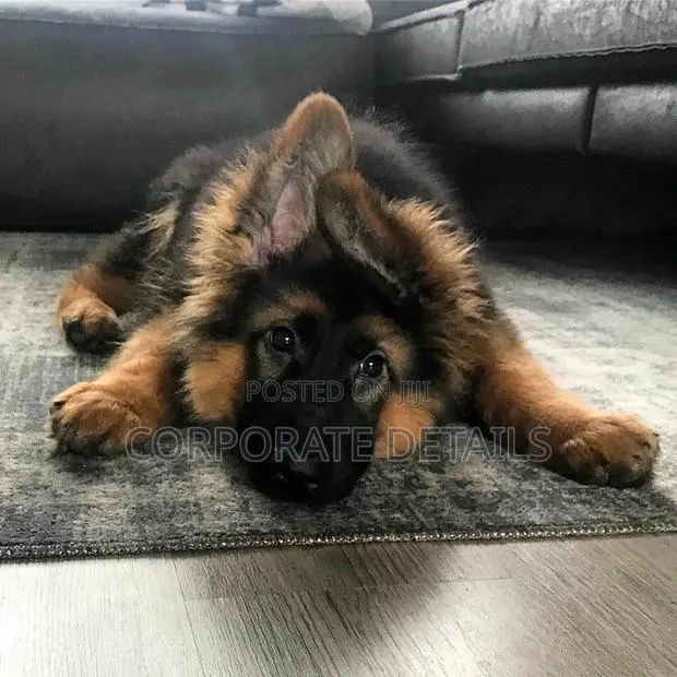 1-3 months Male Purebred German Shepherd · Photo 1