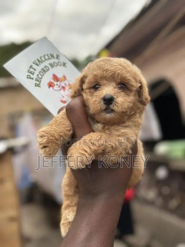 1-3 months Male Purebred Poodle · Photo 1