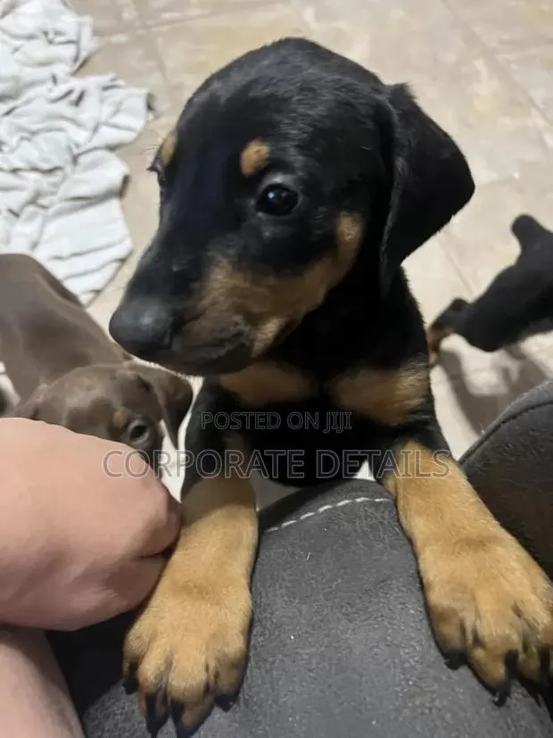 1-3 months Male Purebred Doberman Pinscher · Photo 1