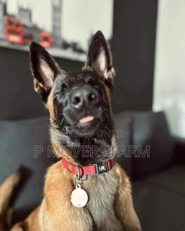 1-3 months Female Purebred Belgian Malinois · Photo 1