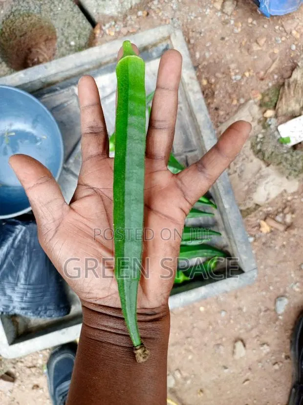 Okro Seeds · Photo 1