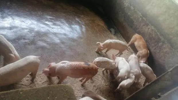 Piglets - Weaners · Photo 1