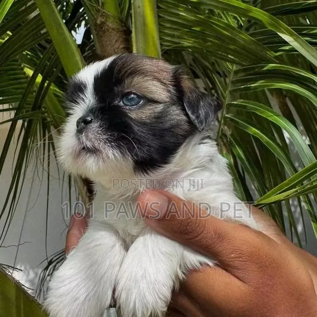 1-3 months Female Purebred Shih Tzu · Photo 3