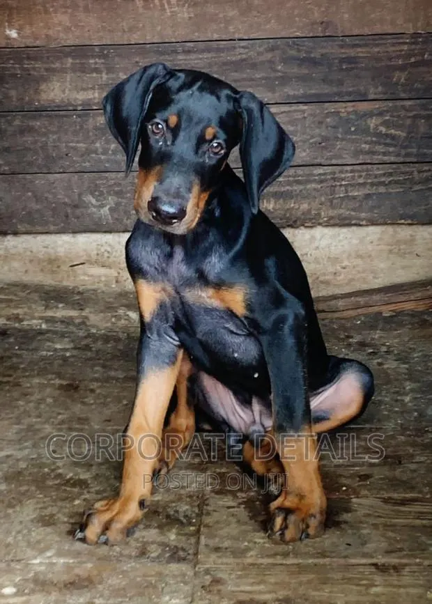 1-3 months Male Purebred Doberman Pinscher · Photo 1