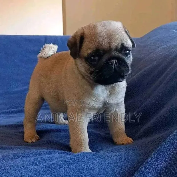 1-3 months Male Purebred Pug · Photo 1