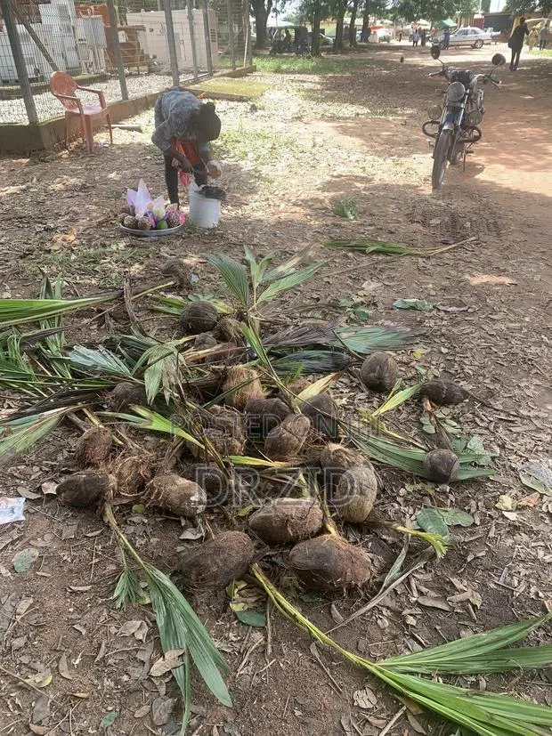 Coconut Seedlings · Photo 2