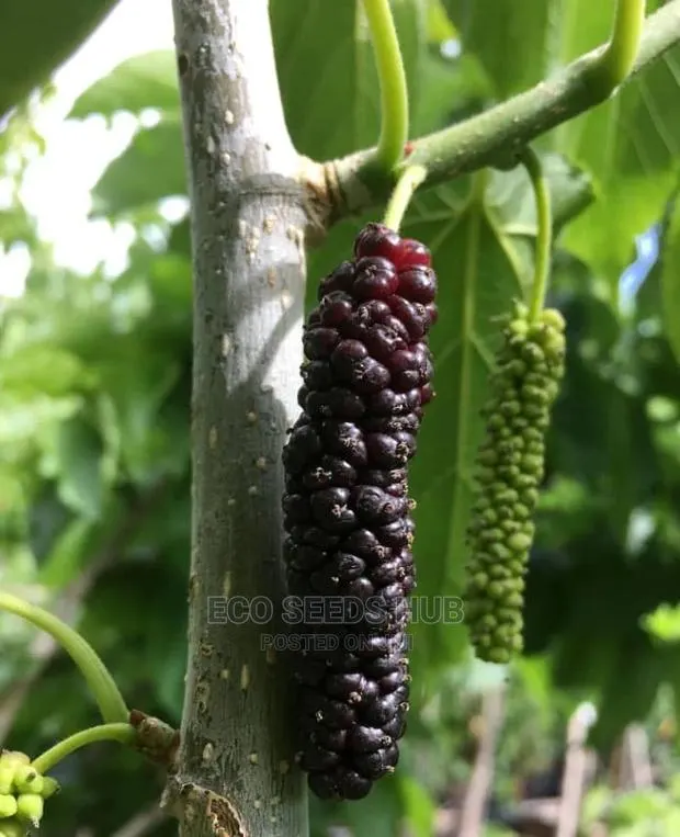 Dwarf Mulberry Seedlings · Photo 1