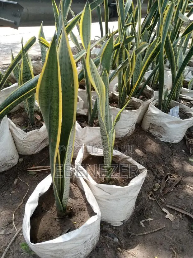 Senseveria or Snake Plant · Photo 1