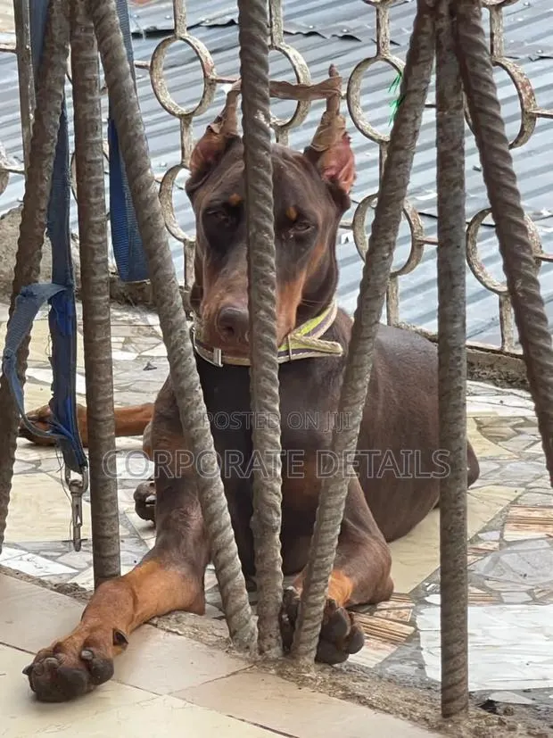1-3 months Female Purebred Doberman Pinscher · Photo 1