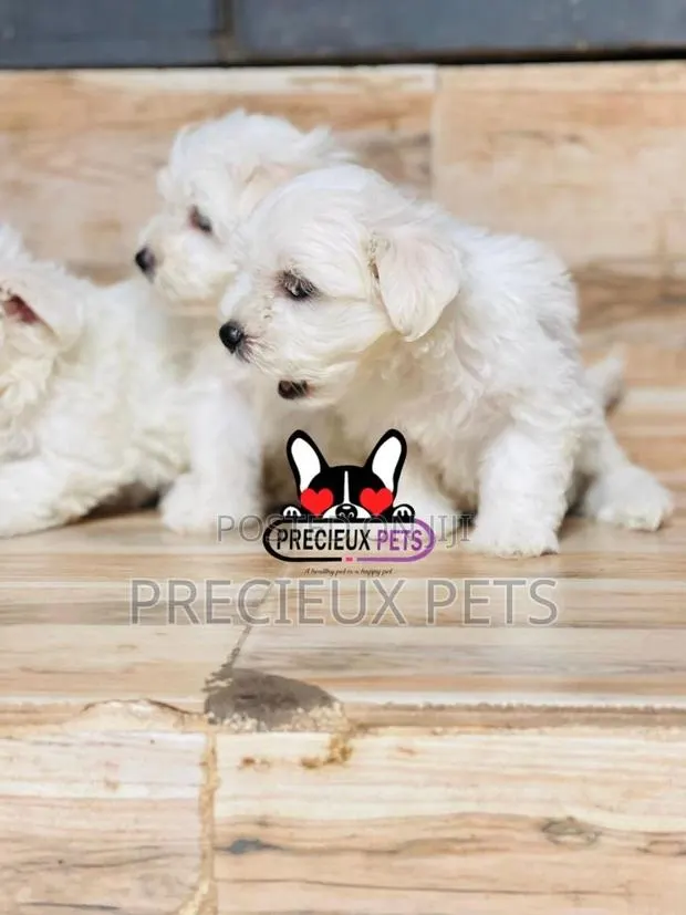 1-3 months Male Purebred Maltese · Photo 1