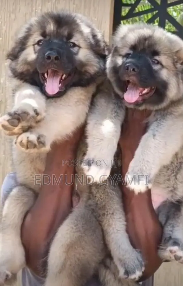1-3 months Female Purebred Caucasian Shepherd · Photo 1