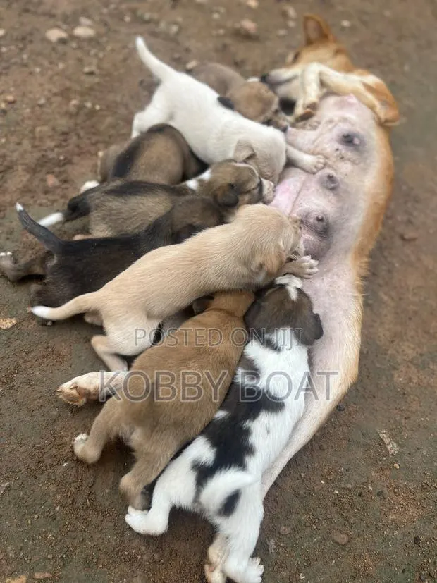 1-3 months Male Purebred Mongrel (No Breed) · Photo 1