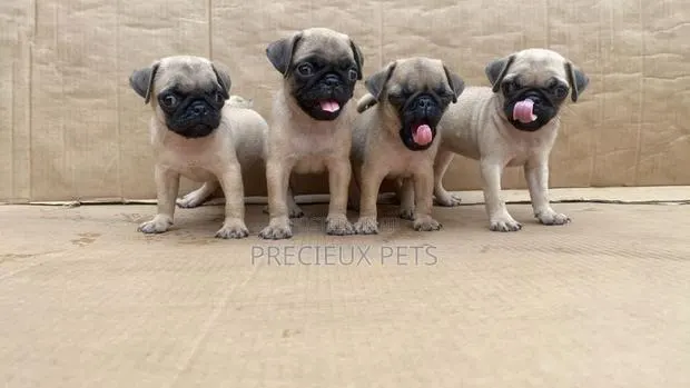 1-3 months Female Purebred Pug · Photo 1