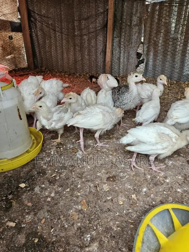 Turkey for Sale · Photo 3