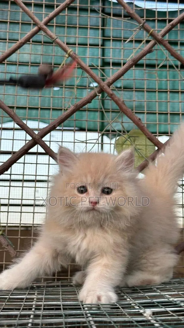 1-3 months Male Purebred Persian · Photo 1