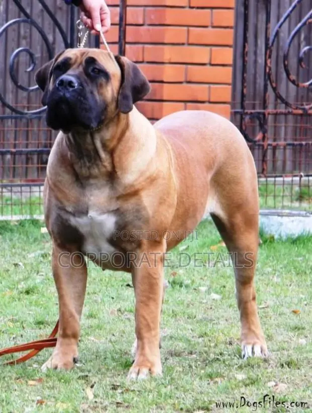 1+ year Male Purebred Boerboel · Photo 1