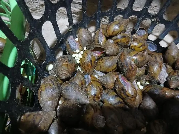 Bush Snails · Photo 1