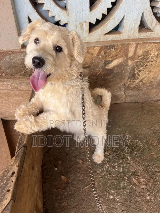 1+ year Male Purebred Poodle · Photo 1