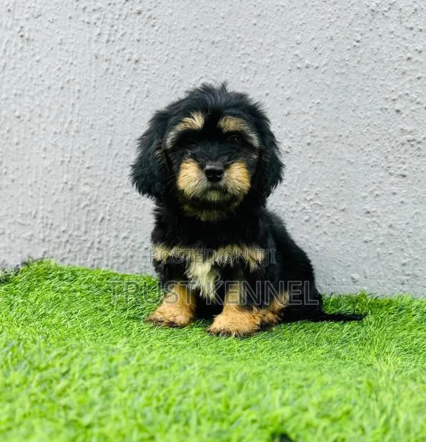 1-3 months Female Purebred Poodle · Photo 1