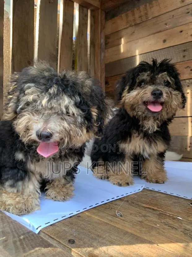 1-3 months Male Purebred Poodle · Photo 1
