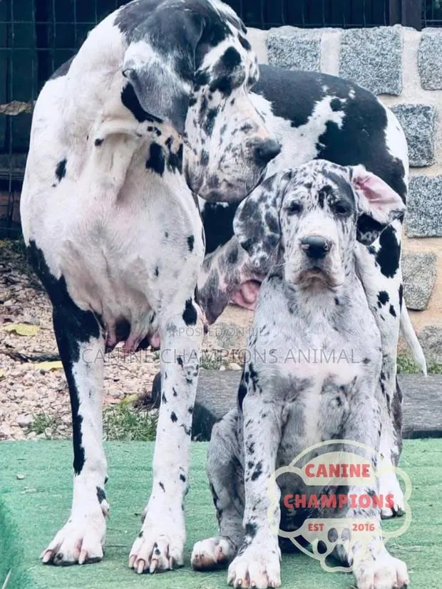 1-3 months Female Purebred Great Dane · Photo 1