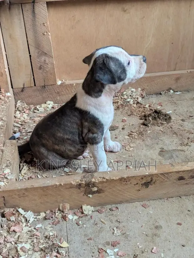 1-3 months Male Purebred American Pit Bull Terrier · Photo 1