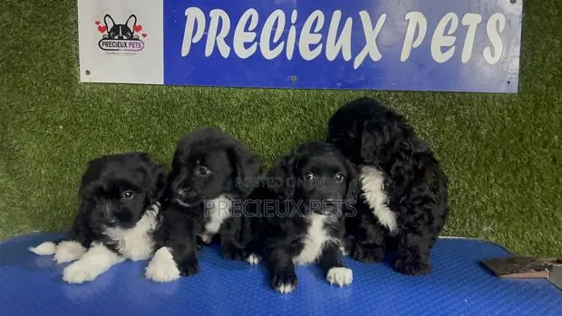 1-3 months Female Purebred Poodle · Photo 1