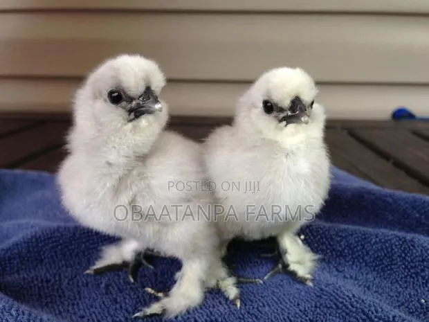 Day Old to One Month Old Silkies Chicken or Chinese Chicken · Photo 1