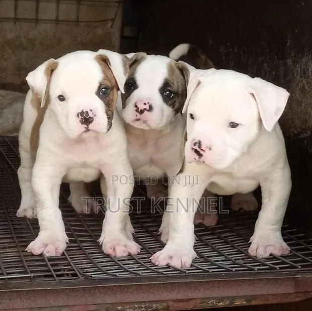 1-3 months Female Purebred American Pit Bull Terrier · Photo 1