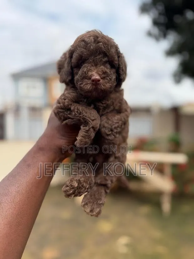 1-3 months Male Purebred Poodle · Photo 1
