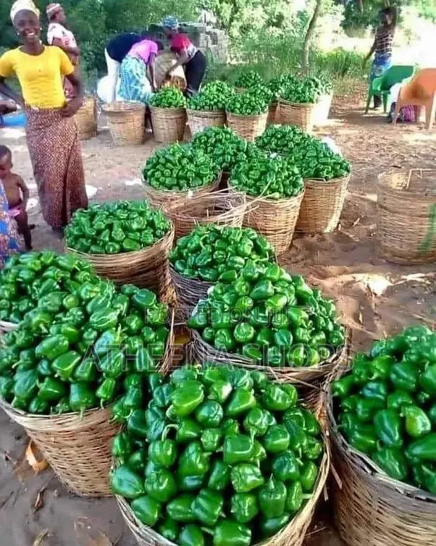 Simbad Bell Pepper Seeds for Farmers. (F1 (50 Grams) · Photo 2