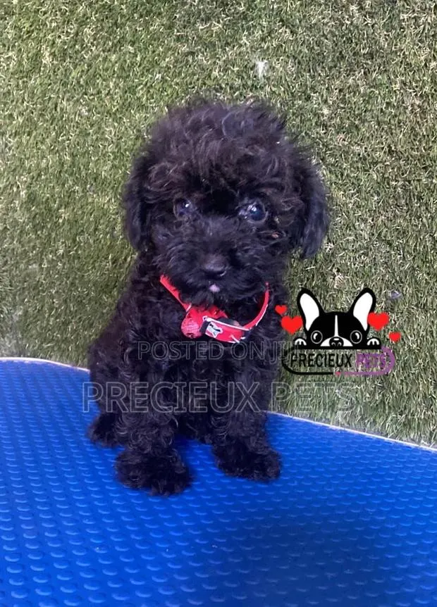 1-3 months Female Purebred Poodle · Photo 1