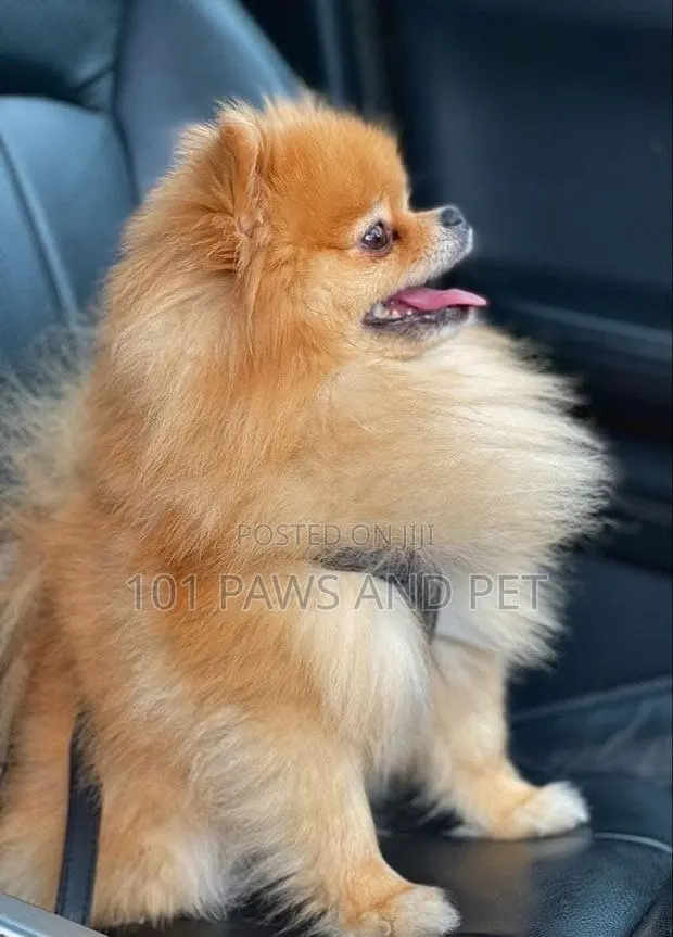 1-3 months Male Purebred Pomeranian · Photo 1