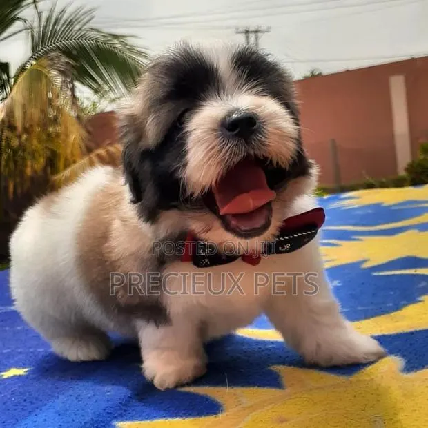 1-3 Month Male Purebred Lhasa Apso · Photo 1