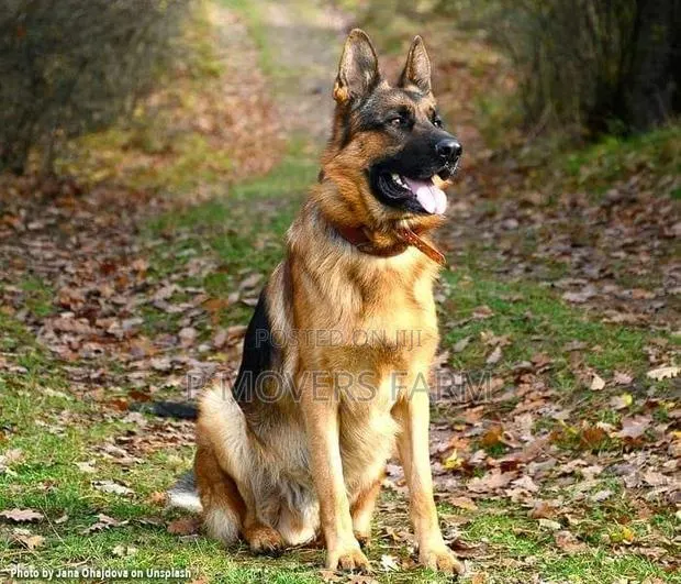 1-3 months Female Purebred German Shepherd · Photo 1